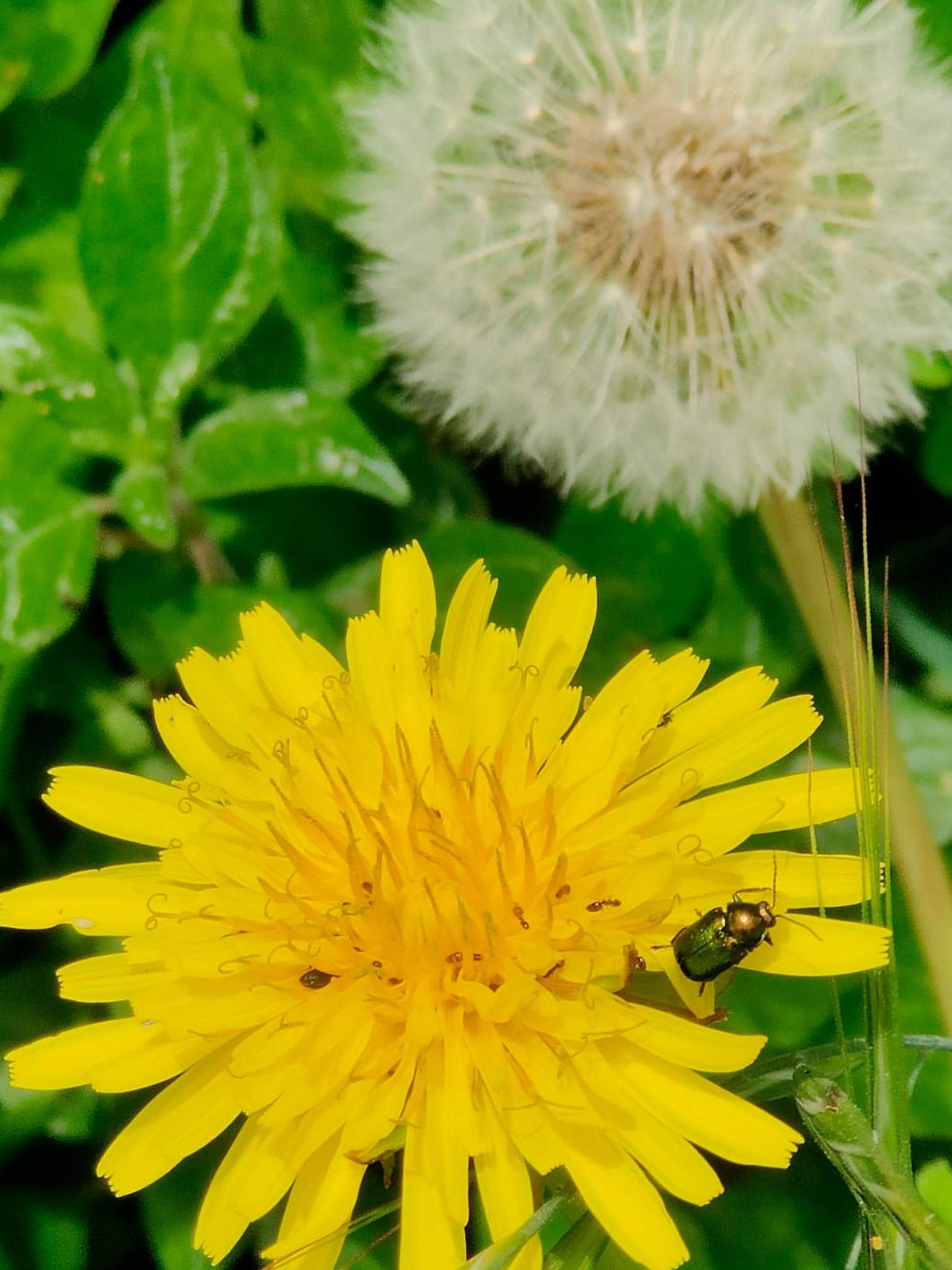 Naturaleza